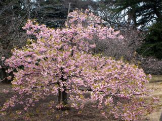 河津桜、葉が見え始めてきました