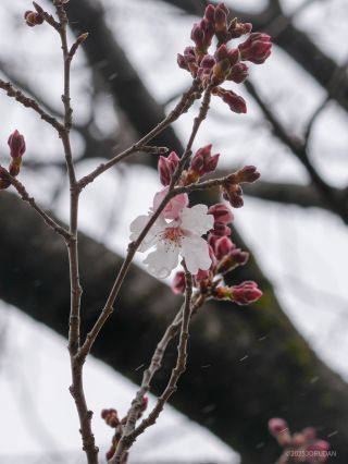 高遠小彼岸、小ぶりの真白い桜