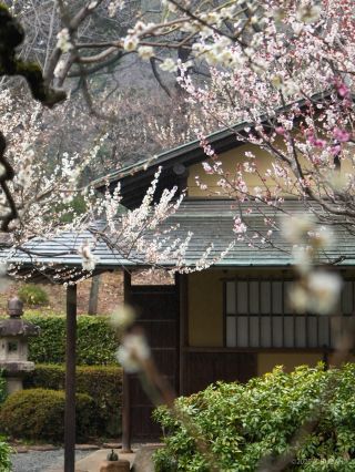 楽羽亭の梅がまだまだ見ごろです