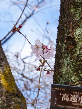 高遠小彼岸 3月18日②
