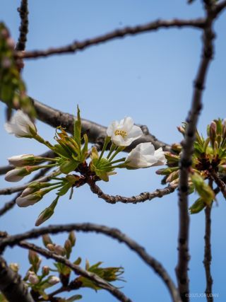 大木戸門近くの丸花壇付近、大島桜