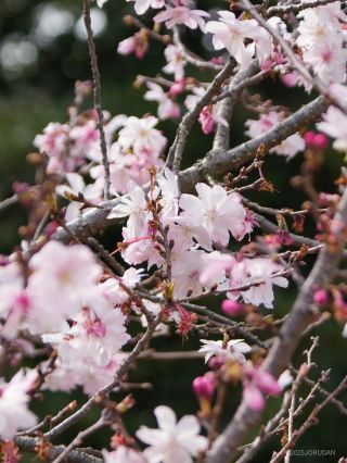 管理事務所前には十月桜が