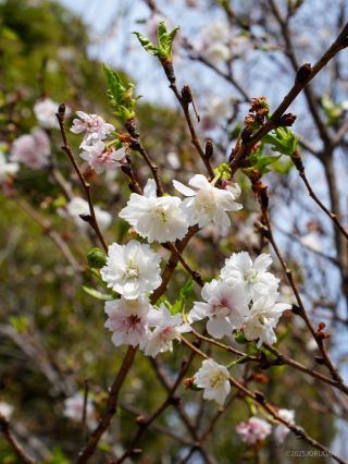 新宿門付近には子福桜が咲いています