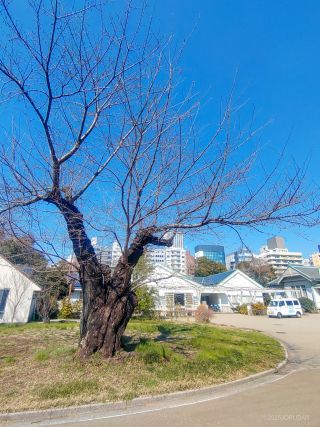 管理事務所前ソメイヨシノ標本木