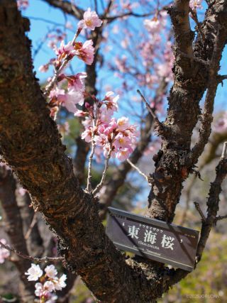 東海桜が満開です