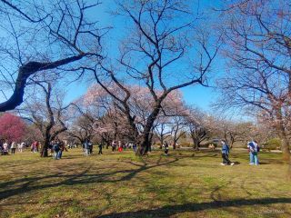桜園地が桜色に染まりつつあります