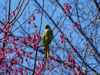 ヒマラヤヒザクラに陣取るインコ
