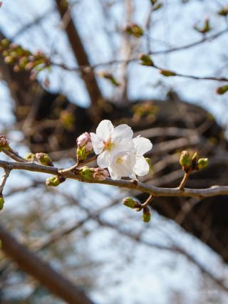 ソメイヨシノ開花を確認