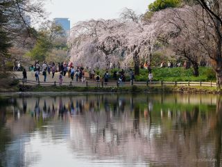 下の池に映りこむしだれ桜