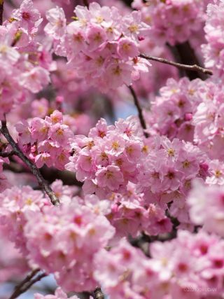 濃紅色が美しい「陽光」