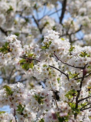 白と緑が美しい「大島桜」