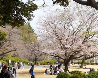エドヒガンの壮大な姿をお楽しみください