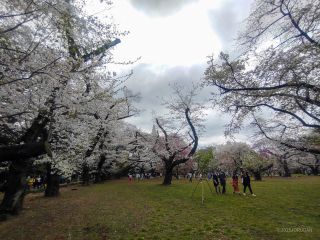 千駄ヶ谷門付近、桜園地でも満開です