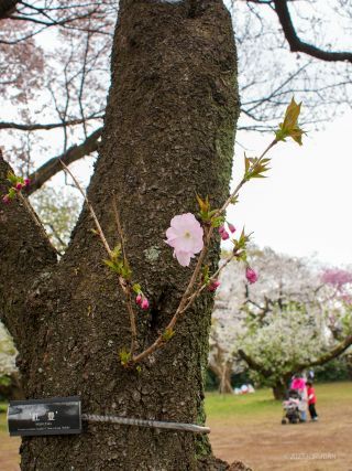 大輪の「紅豊」