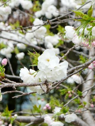 真っ白な大きな花「白妙」