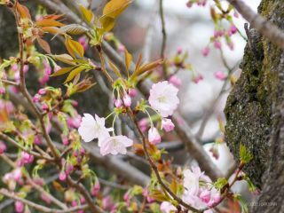 中央休憩所付近では「長州緋桜」の開花も確認