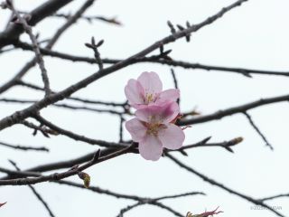「大山桜」