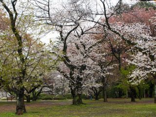 千駄ヶ谷門付近、桜園地は色とりどり