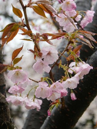 赤葉と赤い大きな花が特徴「長州緋桜」