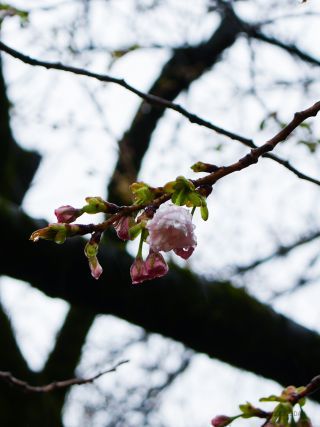 バラのような「関山」が今にも花開きそう