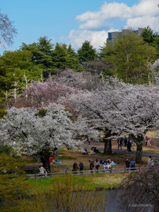 マップE5付近、大島桜やソメイヨシノなど多彩な桜であふれる