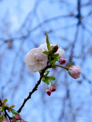 淡紅色の八重桜「一葉」