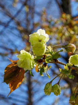 緑色が珍しい「御衣黄」