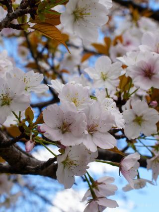 ソメイヨシノより大き目な桜「小汐山」