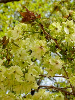 緑色が美しい「御衣黄」