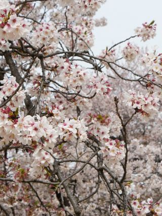 満開の桜が楽しめます