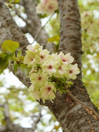 緑色が美しい「御衣黄」4月11日