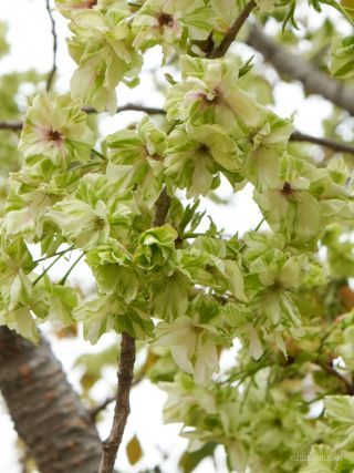 4月11日、まだ緑色が際立っています