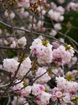 満開時はひときわ大きな花を付ける「福禄寿」