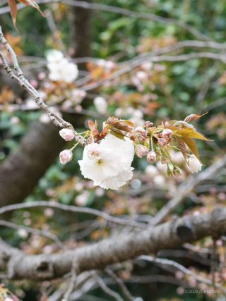 純白な「普賢象」
