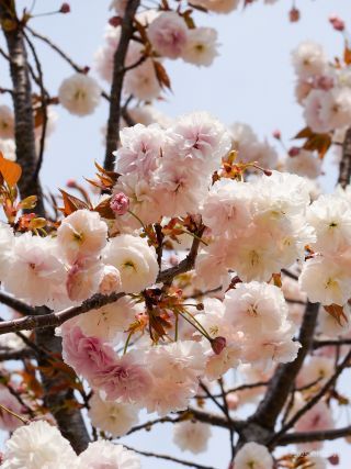 八重桜「普賢象（フゲンソウ）」