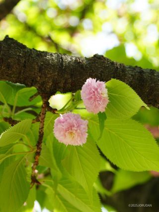 兼六園菊桜 4月24日