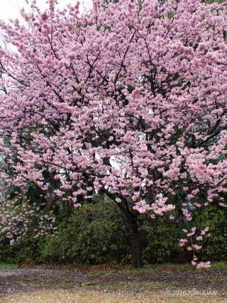 満開の椿寒桜 2月25日