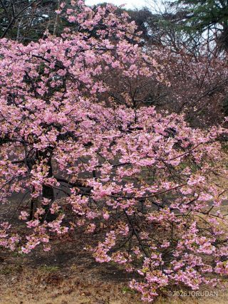 管理事務所前の河津桜 2月25日