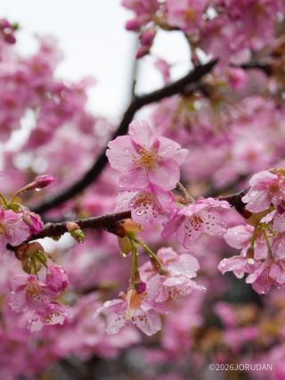 みずみずしさが桜を引き立てます