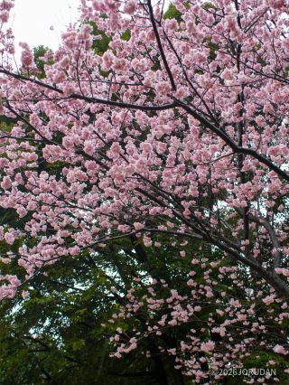 日本庭園のカンザクラ 一部では落花盛ん