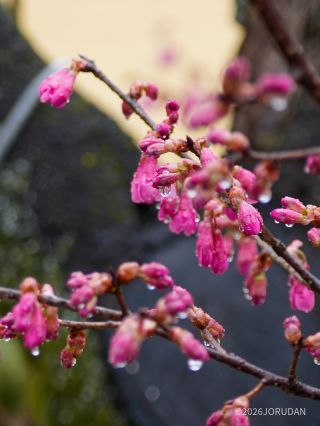 みどころマップE4付近、寒緋桜