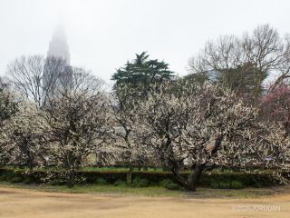 レストランゆりのき前ほか、苑内各地の梅が満開