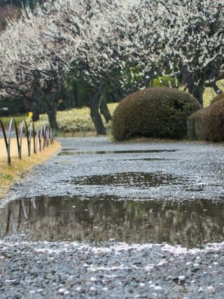 満開ながらも雨の影響が今後の見頃を左右しそう