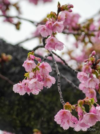 修善寺寒桜もぜひご覧ください