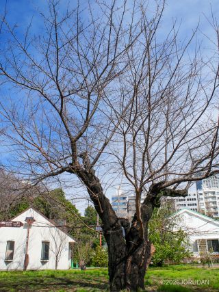 新宿御苑のソメイヨシノ開花の標本木