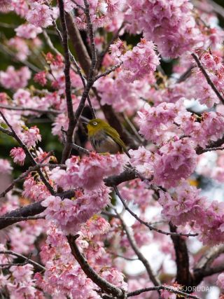 落花が盛んな椿寒桜にはたくさんのメジロ達が
