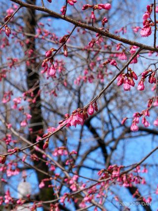 ヒマラヤヒザクラ 下向きに花を咲かせます