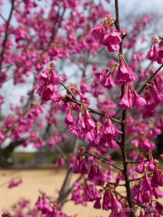 こちらは椿寒桜、少しピンクが濃い印象