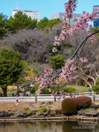 修善寺寒桜 風景式庭園にピッタリの情緒