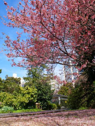 椿寒桜、足元は桜のじゅうたん